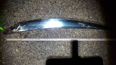 2、3匹の予定が…