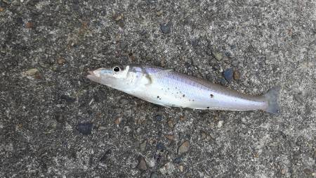 あじんぐのはずが