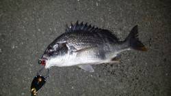 淀川ナイトキビレ