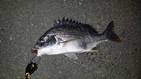 淀川ナイトキビレ