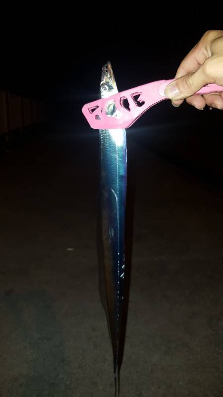 可愛いサイズのタチウオrush！