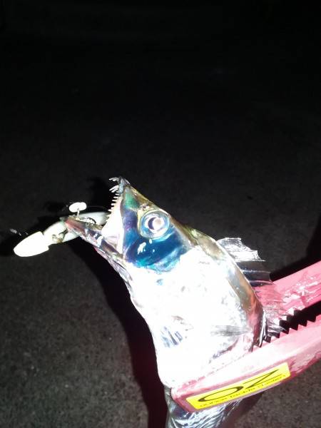 今日は、ワインド！