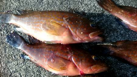 ロックフィッシュ