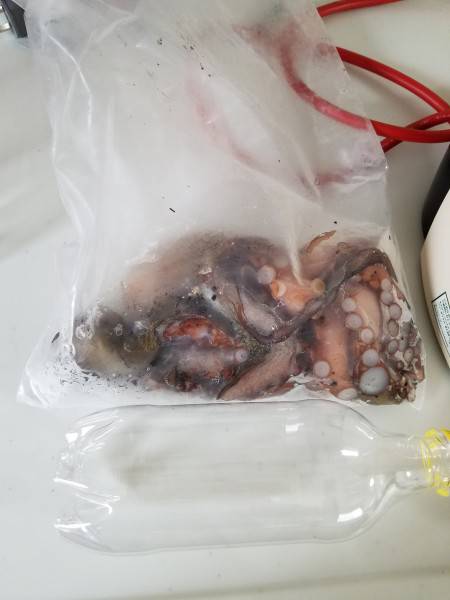 早朝オクトパッシング