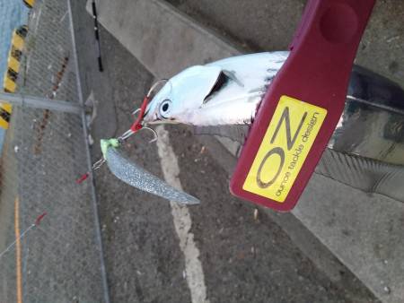 超メジャースポットで釣れちゃいました。