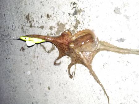 仕事帰りのオクトパッシング