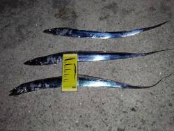 夏タチばっかし！