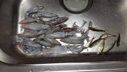 まだまだ小さいね