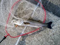 大蔵海岸でトップゲーム アイマ ソルトスキマーでシーバス！