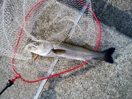 大蔵海岸でトップゲーム アイマ ソルトスキ…