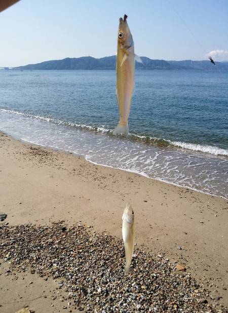 明石川河口サーフでキス狙いのチョイ投げ