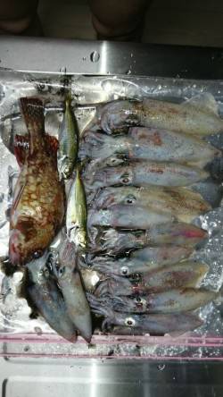 明石方面ショアケンサキ