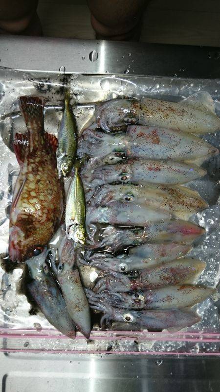 明石方面ショアケンサキ