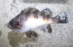 賑わってます。