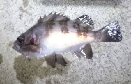 賑わってます。