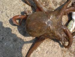 湾内遠投で、タコ釣れる