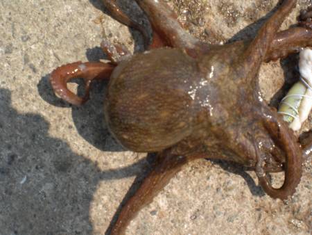 湾内遠投で、タコ釣れる