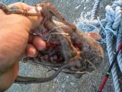 タコ大きなのが釣れた