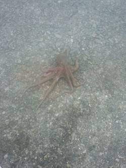 タコまた釣れた