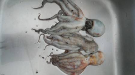 日中でもタコ釣れる