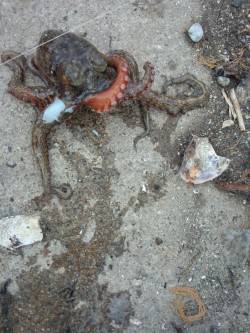 日中でもタコ釣れる