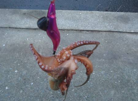 夕立ち後のタコ