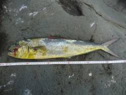 冲磯チャレンジ