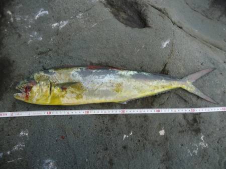 冲磯チャレンジ