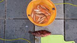 豆あじエレベーター