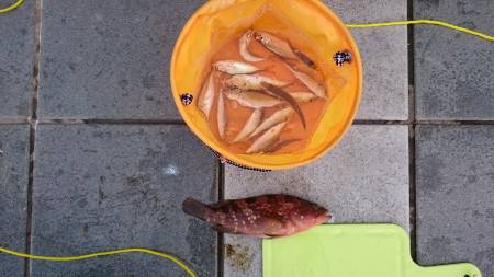 豆あじエレベーター