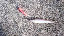 ファミリーキャンプ 食材釣り