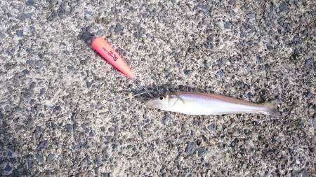 ファミリーキャンプ 食材釣り