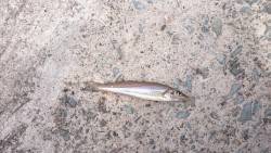 はじめての釣り