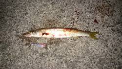 ナイスなカマス