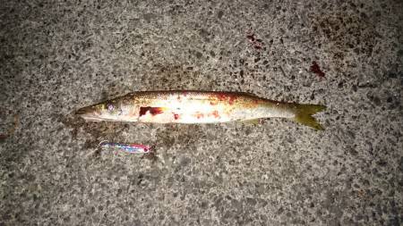 ナイスなカマス