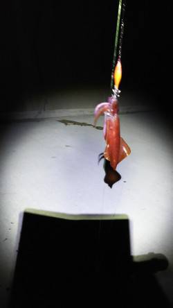 楽しめました！