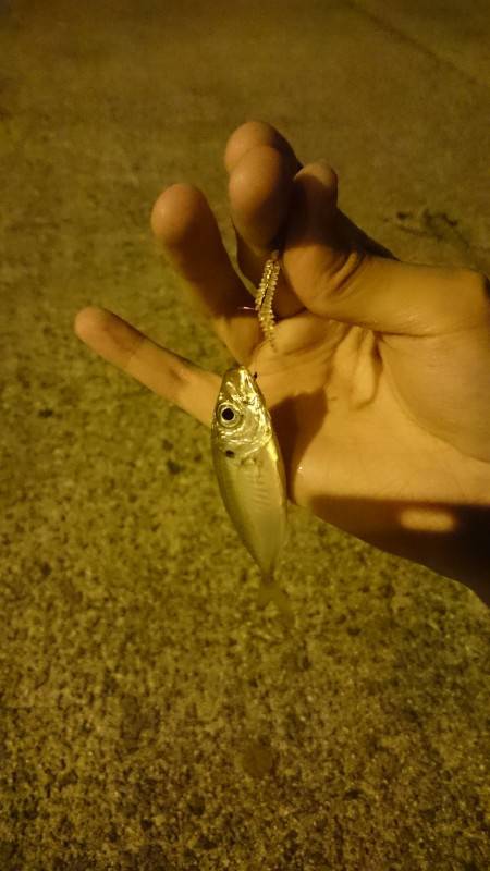 初！カツオが釣れてると聞きまして