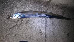 久々のタチウオ