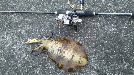 小さいですが釣れました4