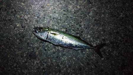 ウキで太刀魚狙い