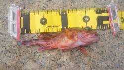 ロックフィッシング