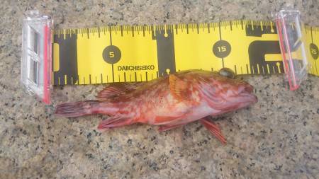 ロックフィッシング