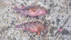 エギングからロックフィッシュ