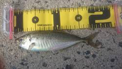 ロックフィッシング