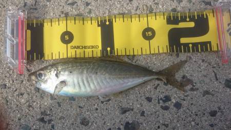 ロックフィッシング