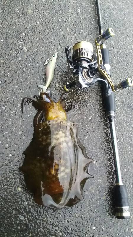 小さいですが釣れました8