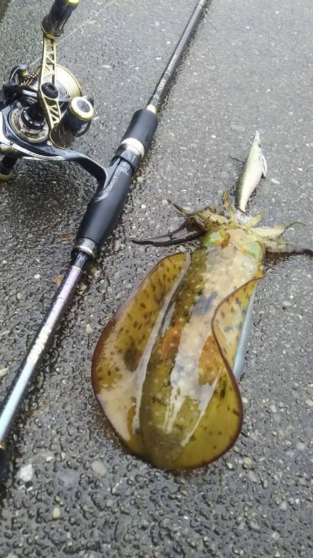 小さいですが釣れました9