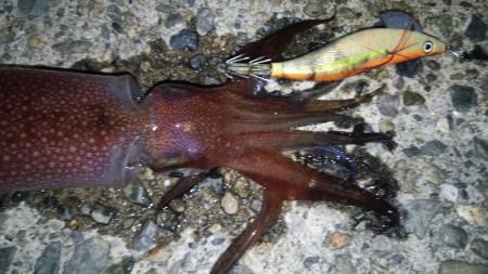 久しぶりのイカ釣り