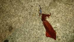 アジング&エギング