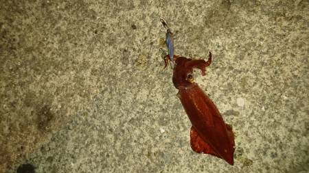 アジング&エギング